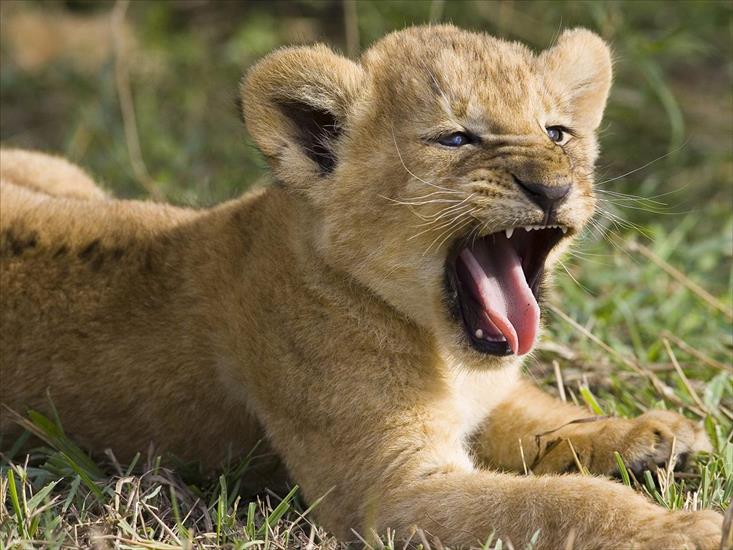 Tapety na pulpit - Seven Week Old African Lion Yawning, Masai Mara National Reserve, Kenya.jpg