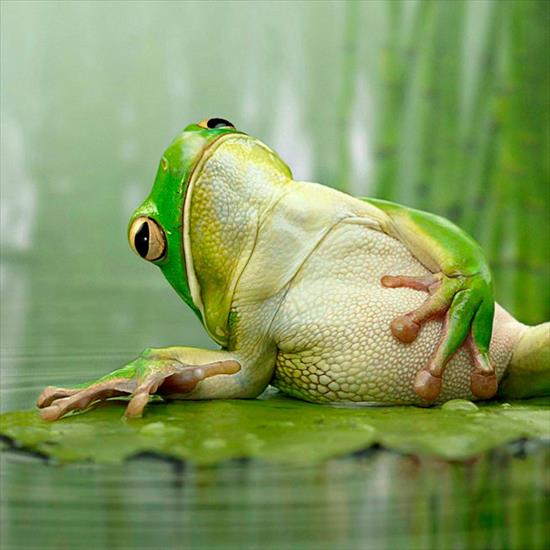Galeria - frog.jpg