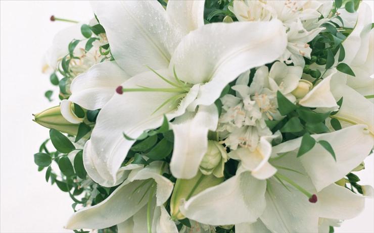 Kwiaty - laba.ws_White_Flowers_00081.jpg