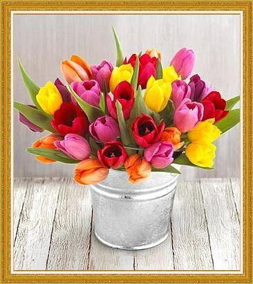 tulipany - t55.jpg