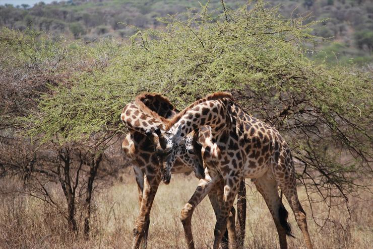 Park Narodowy Serengeti - Giraffes on Serengeti.jpg