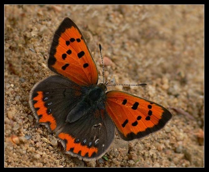 Motyle - czerwonczyk zarek 1-926638.jpg