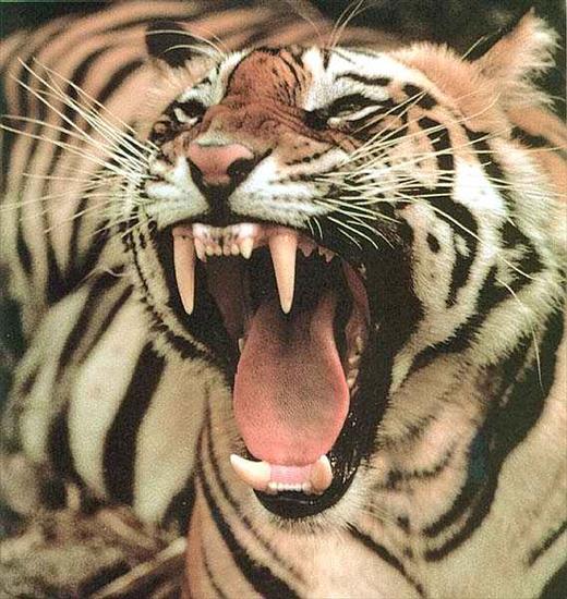 Tygrys  - tiger_10.jpg