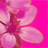 obrazki - pink flower.bmp