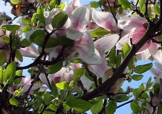 Tapety kwiaty - magnolia-japonska-magnolia-kobus_4581.jpg