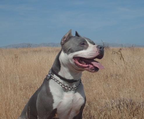 Amstaff - ast1.JPG