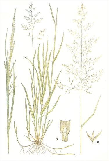 Trawy - Mietlica biaława - Agrostis alba.jpg