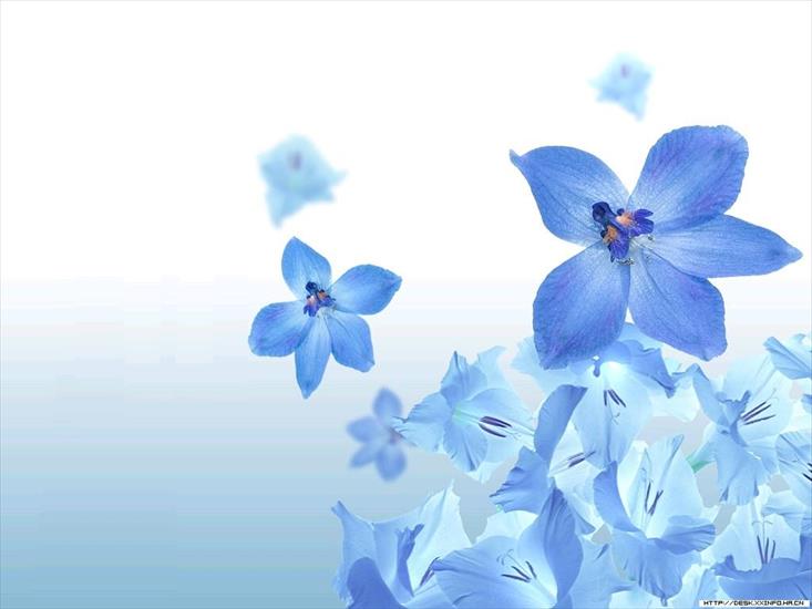Przeróżne - blue-flower_1024x768.jpg