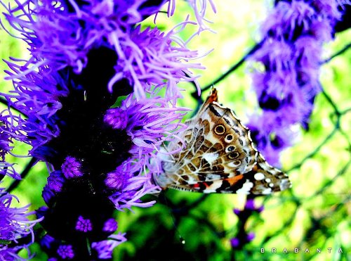 PIĘKNO  JESIENI - 09 10 MOTYL NA KWIAT JESIEN 3.jpg