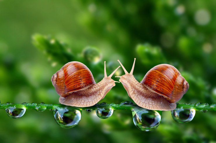 Ślimaczek - Snail-love.jpg