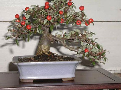 BONZAI-DRZEWKA - apple-bonsai-tree.jpg