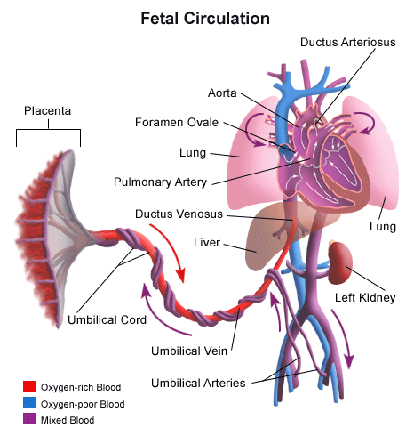 Wrodzone wady serca - fetal circulation.gif