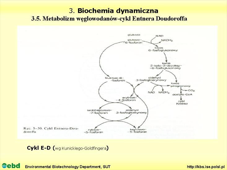 BIOCHEMIA 4- metabolizm tł, cukr, amino, Krebs - Slajd15.TIF