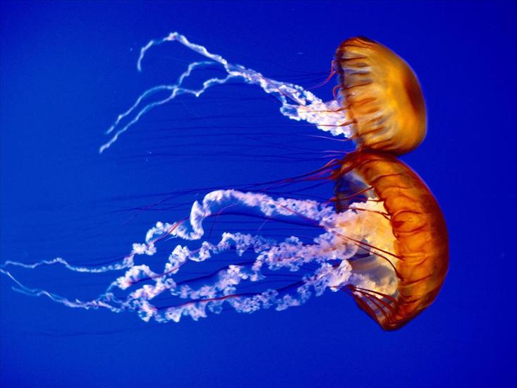 tapety - Sea Nettles.jpg