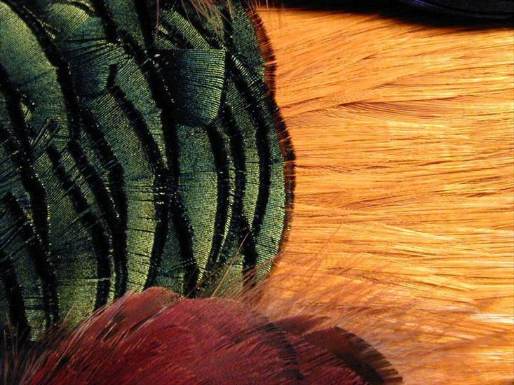 Finest of friends and favourites - Pheasant, a close up.jpg
