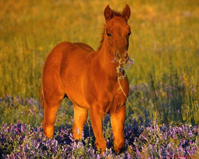 Konie... dumne konie - cute-foal.jpg