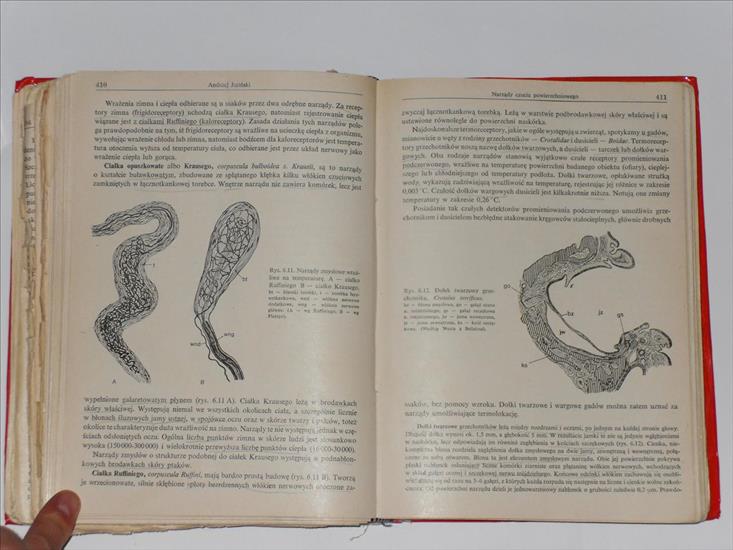 1. Anatomia porównawcza kręgowców. Henryk Szarstki - SDC13131.JPG