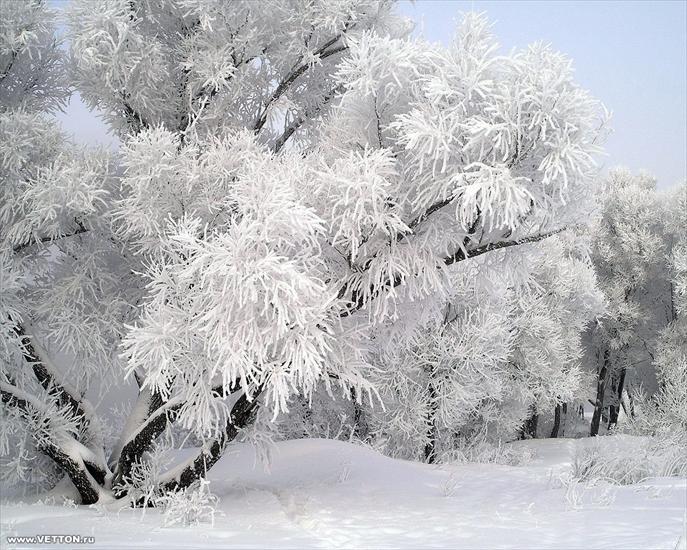 Natura - Winter---snow-wallpaper_1280x1024.jpg