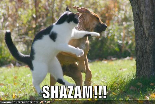 Śmieszne - funny-pictures-cat-punches-dog.jpg