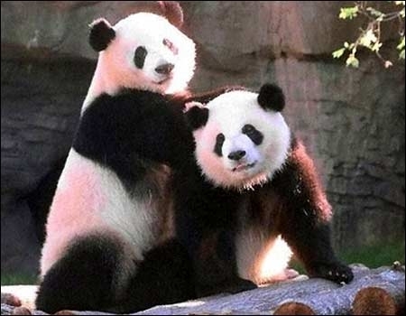 Pandas - 66.jpg