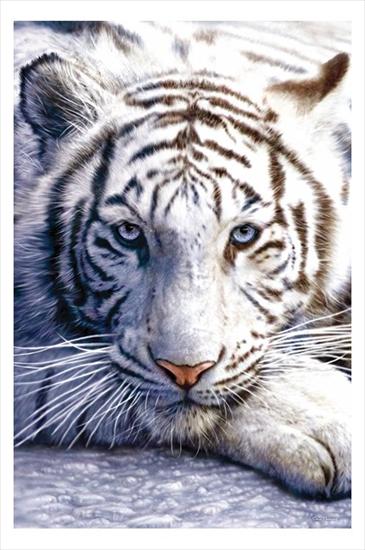 dzikie koty - white-tiger-poster.jpg