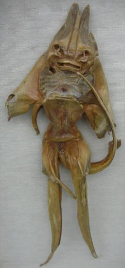 Kryptozoologia - Jenny_Haniver.jpg