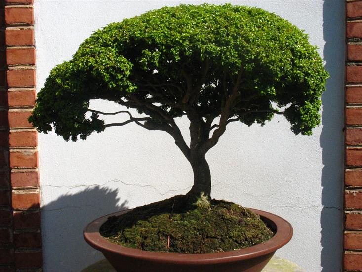 zdjecia bonsai - bonsai 2.jpg