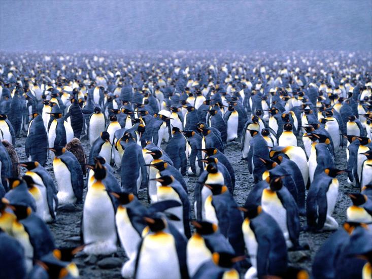  Animals part 2 z 3 - Multiplicity, King Penguins.jpg