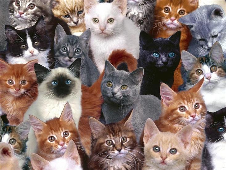 Zwierzęta - Collection_of_Kittens.jpg