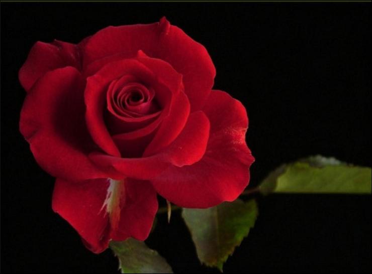 czerwone róże - roze2 66.jpg
