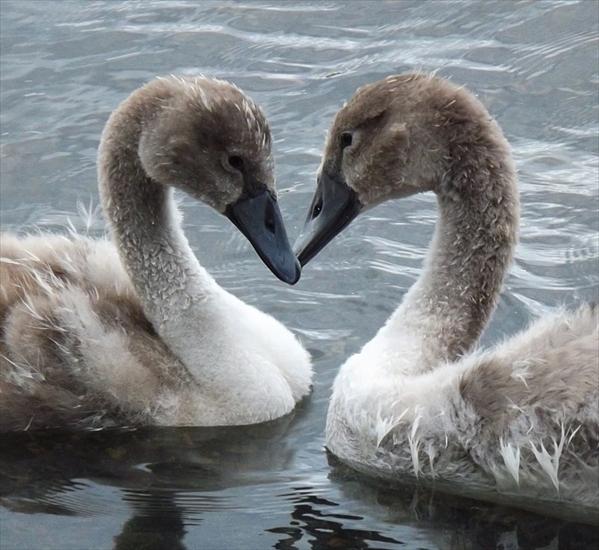 janek5210 - cygnet_love_-_copy.jpg