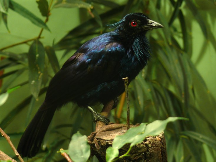 rajskie ptaki - Fałdowron purpurowy.JPG