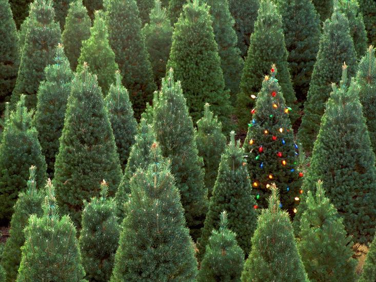 Obrazki na Boże Narodzenie - Christmas 69.jpg