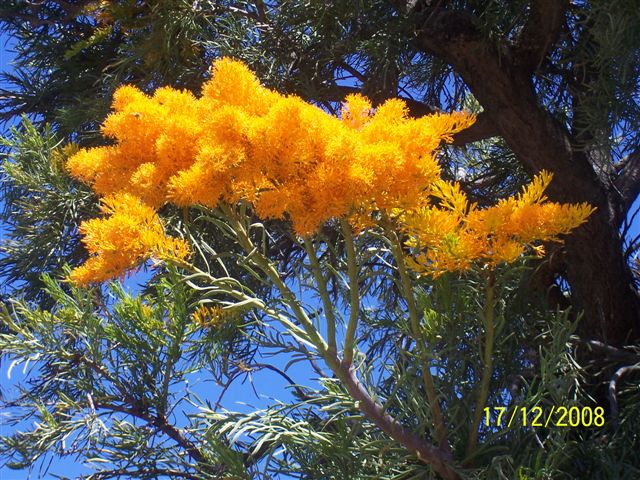 rośliny - australijski kwiat bożego narodzenia.jpg