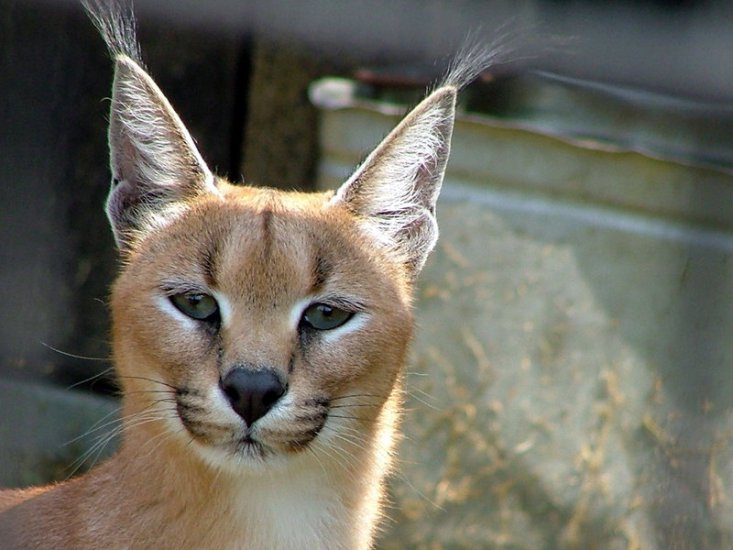 caracal caracal michaelis - 09.caracal caracal michaelis.jpg