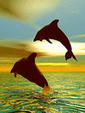 Zwierzęta - dolphin4.gif