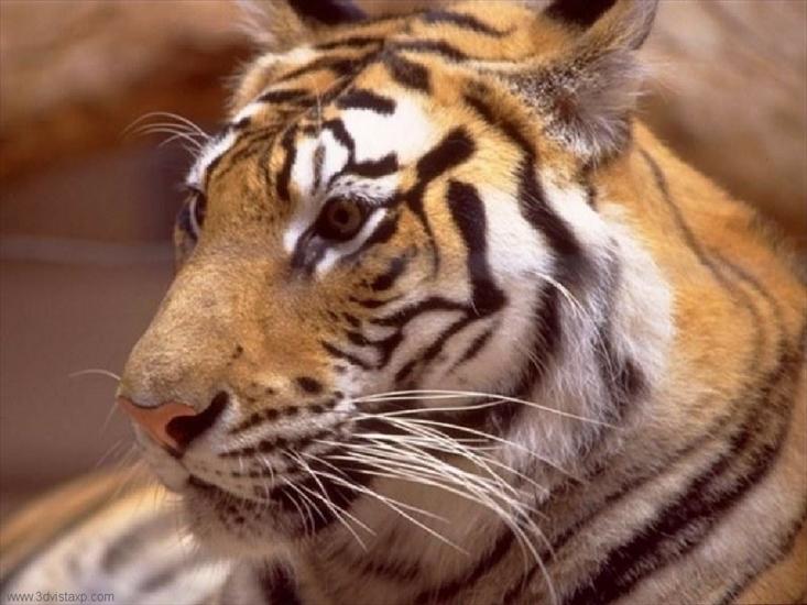 animal desktop - 5531_Tiger_2.jpg