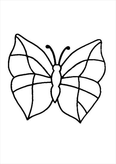 Motyle - motyl 3.JPG