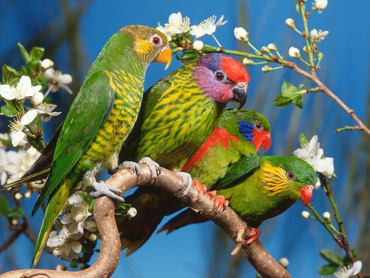 Ptaki - Colorful Lorikeets.jpg