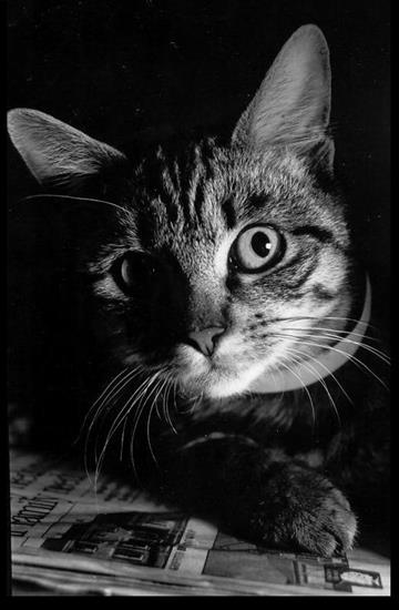 Koty - cat_by_Dusk_and_Dawn.jpg