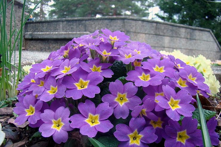 gatunki - Primula vulgaris-violet.jpg