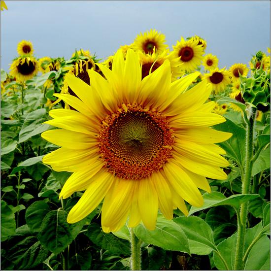 KWIATY NA DZIAŁCE - słoneczne kwiaty  - by Anatolij Bedey.jpg