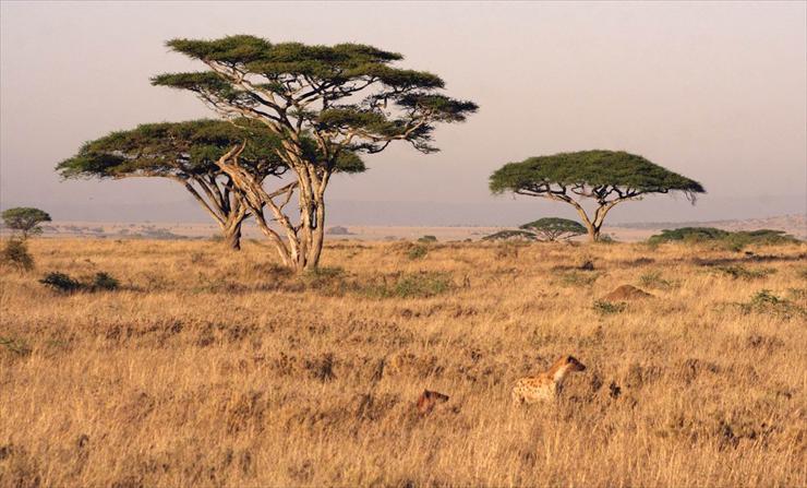Park Narodowy Serengeti - serengeti-landscape.jpg