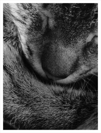 Koty - CAT_by_lycanthropik.jpg