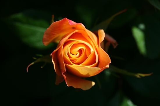 Dla Ciebie Oliwko.....Buziaczki - Kopia 2 Roses 4.jpg