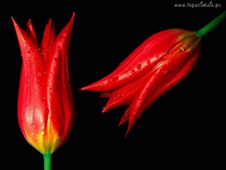 tapeta kwiaty - 5127_czerwone_tulipany.jpg