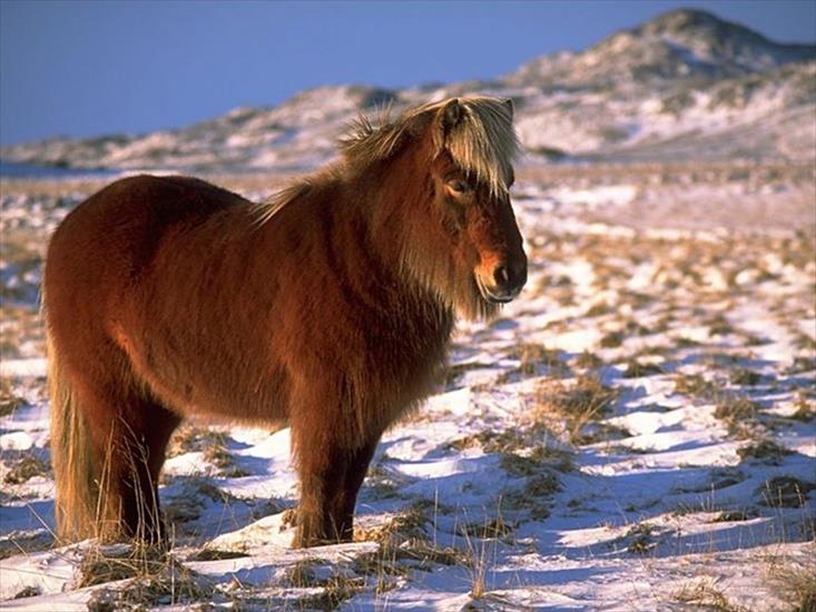 konie - pony_in_snomy_high_country_with_winter_coat.jpg