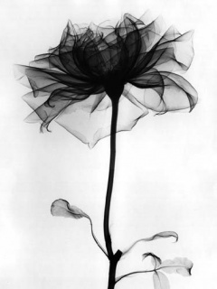 Flowers - Black_Rose3.jpg