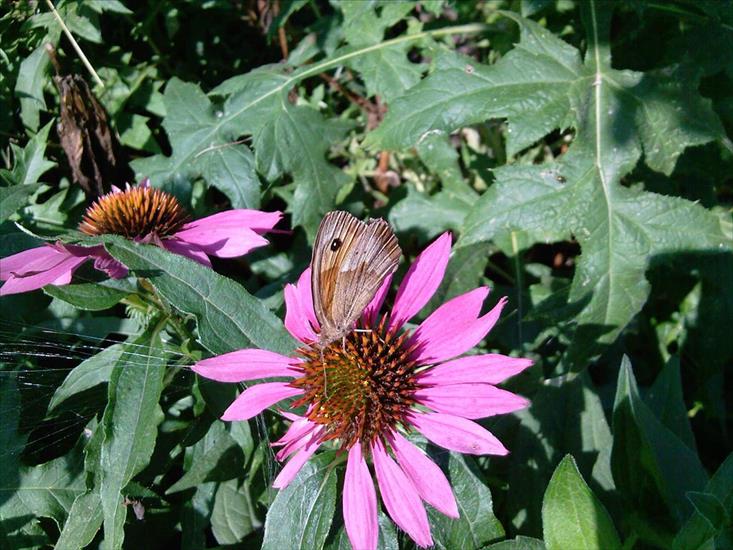 Motyle na kwiatach - M 48.jpg