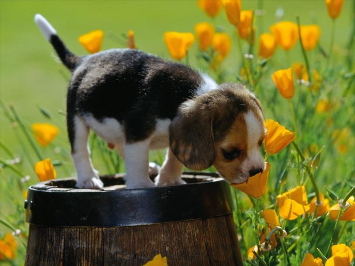 Tapety - doggy_and_flowers_wallpaper.jpg